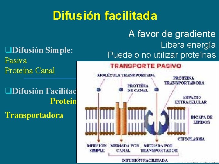 Difusión facilitada A favor de gradiente q. Difusión Simple: Pasiva Proteína Canal q. Difusión