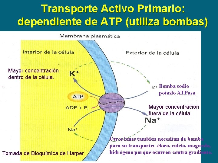 Transporte Activo Primario: dependiente de ATP (utiliza bombas) Mayor concentración dentro de la célula.