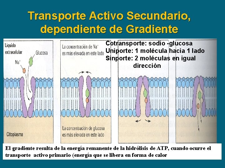 Transporte Activo Secundario, dependiente de Gradiente Cotransporte: sodio -glucosa Uniporte: 1 molécula hacia 1
