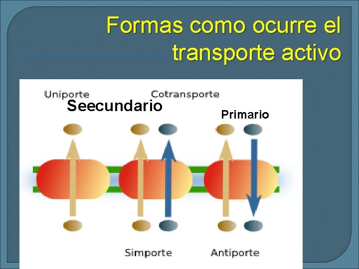 Formas como ocurre el transporte activo 2 iones o moléculas en Seecundario o el