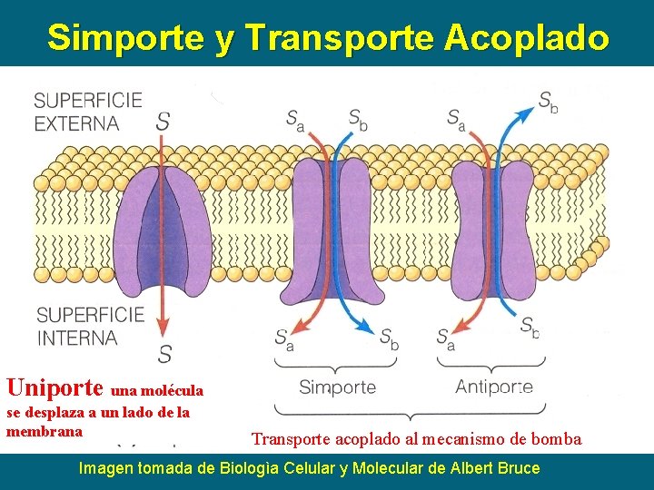Simporte y Transporte Acoplado Imagen tomada de Biologìa Celular y Molecular de Albert Bruce