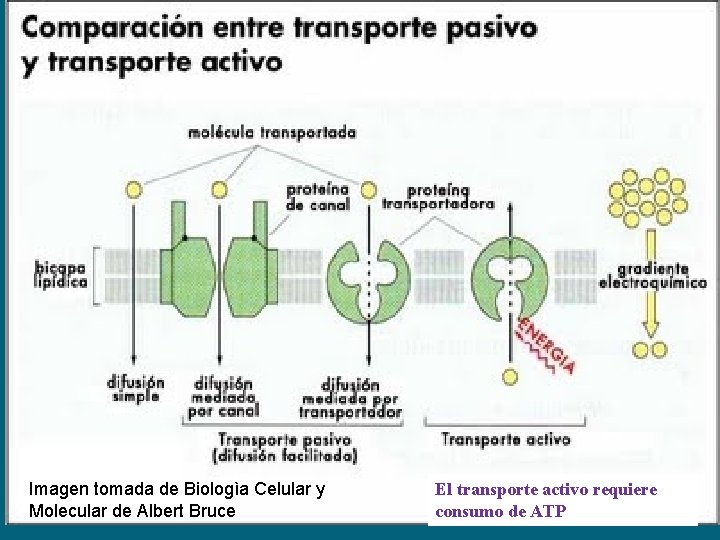 Imagen tomada de Biologìa Celular y Molecular de Albert Bruce El transporte activo requiere