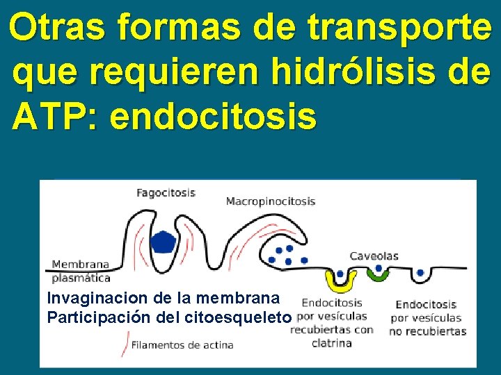 Otras formas de transporte que requieren hidrólisis de ATP: endocitosis Invaginacion de la membrana
