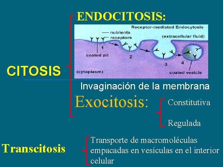 ENDOCITOSIS: CITOSIS Invaginación de la membrana Exocitosis: Constitutiva Regulada Transcitosis: Transporte de macromoléculas empacadas