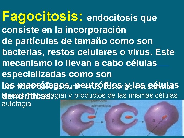 Fagocitosis: endocitosis que consiste en la incorporación de partículas de tamaño como son bacterias,