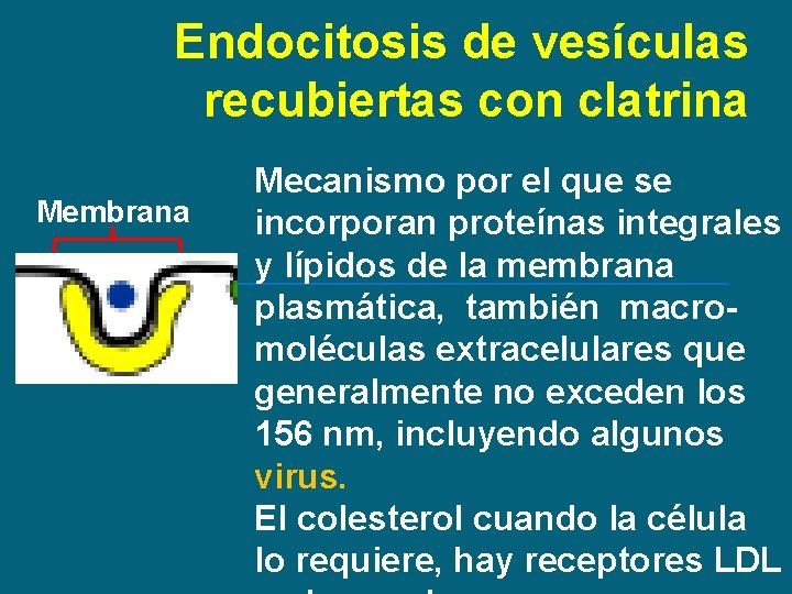 Endocitosis de vesículas recubiertas con clatrina Membrana Mecanismo por el que se incorporan proteínas