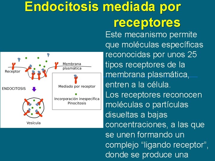 Endocitosis mediada por receptores Este mecanismo permite que moléculas específicas reconocidas por unos 25