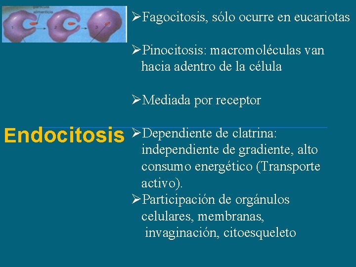 ØFagocitosis, sólo ocurre en eucariotas ØPinocitosis: macromoléculas van hacia adentro de la célula ØMediada