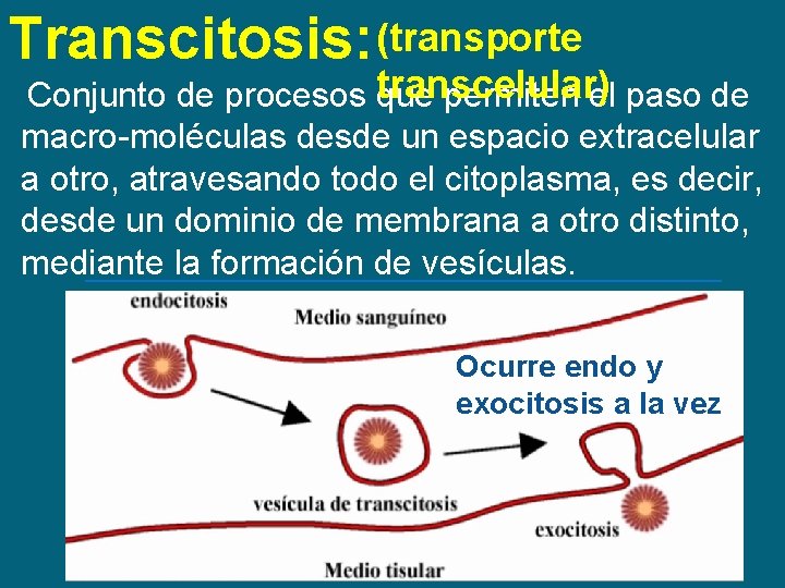 Transcitosis: (transporte Conjunto de procesos transcelular) que permiten el paso de macro-moléculas desde un