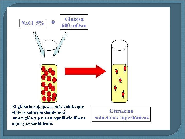 El glóbulo rojo posee más soluto que el de la solución donde está sumergido