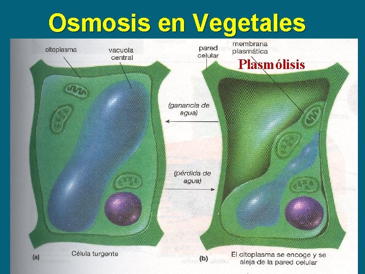 Osmosis en Vegetales Plasmólisis 