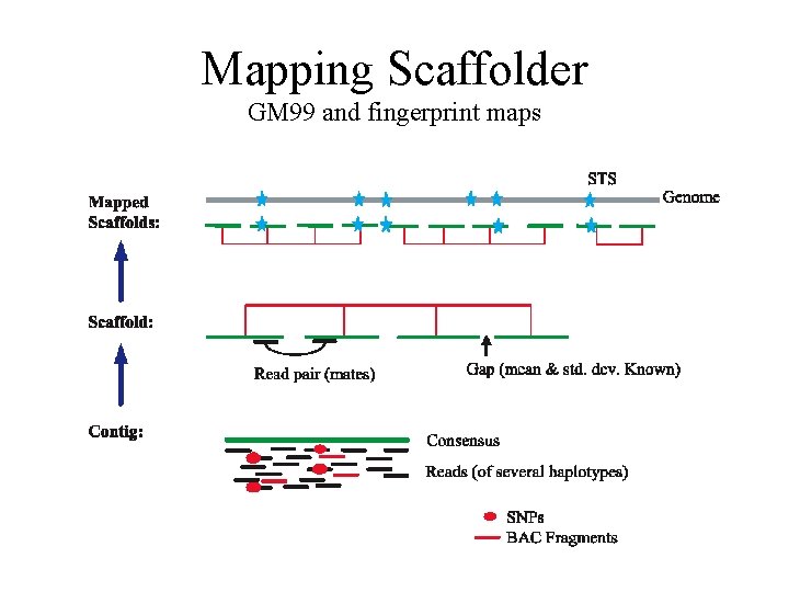 Mapping Scaffolder GM 99 and fingerprint maps 