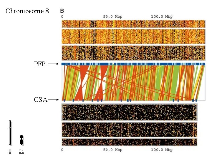 Chromosome 8 PFP CSA 