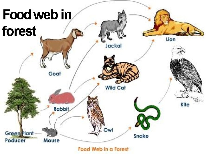 Food web in forest 