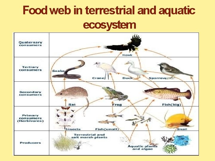 Food web in terrestrial and aquatic ecosystem 