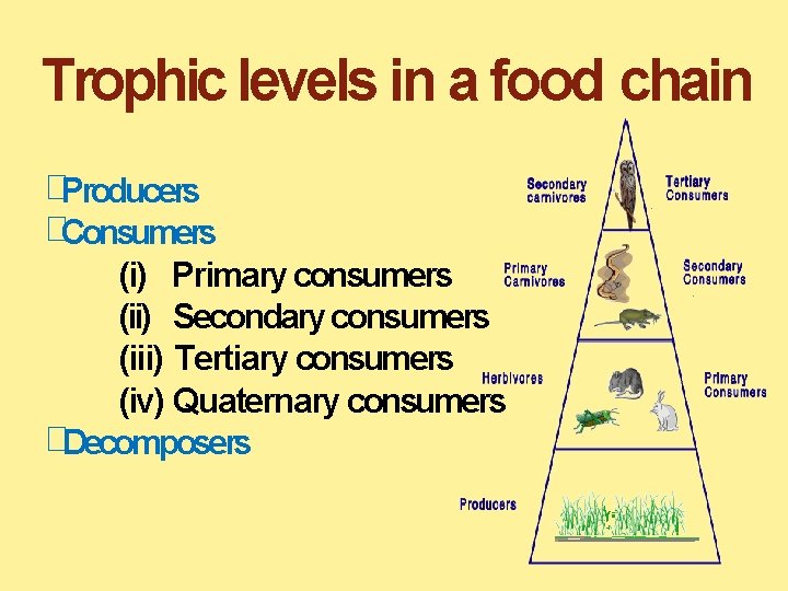 Trophic levels in a food chain �Producers �Consumers (i) Primary consumers (ii) Secondary consumers