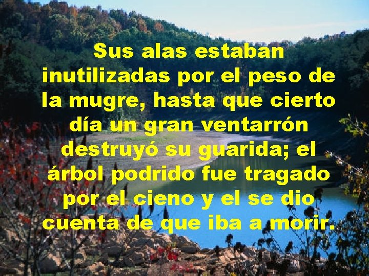 Sus alas estaban inutilizadas por el peso de la mugre, hasta que cierto día