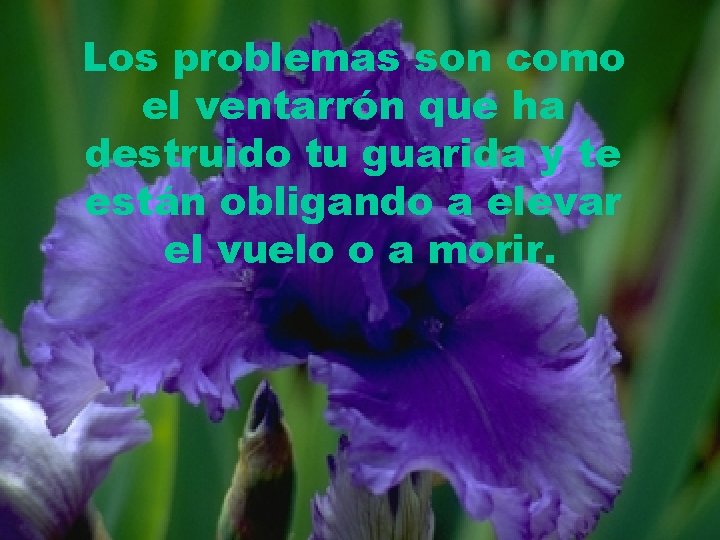 Los problemas son como el ventarrón que ha destruido tu guarida y te están