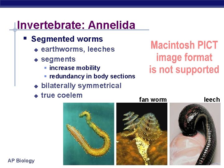 Invertebrate: Annelida § Segmented worms u u earthworms, leeches segments § increase mobility §