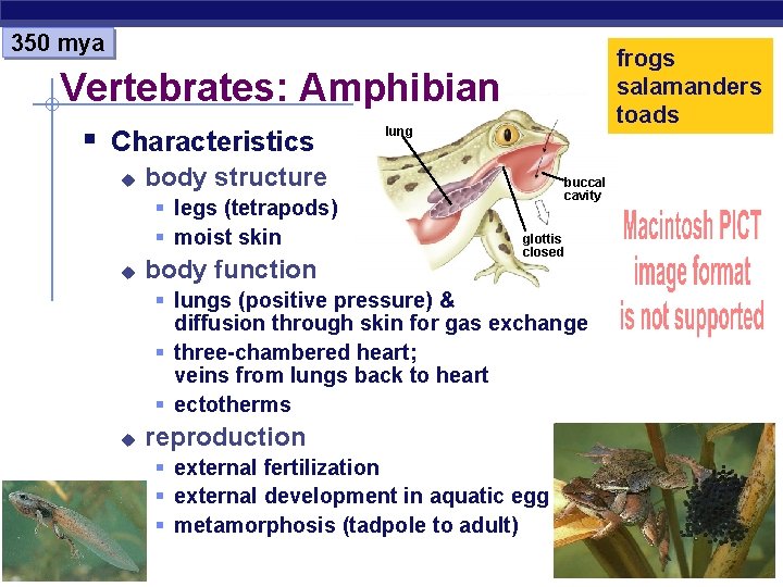 350 mya frogs salamanders toads Vertebrates: Amphibian § Characteristics u body structure § legs