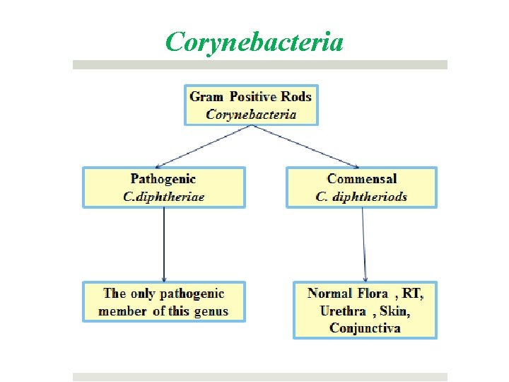 Corynebacteria 