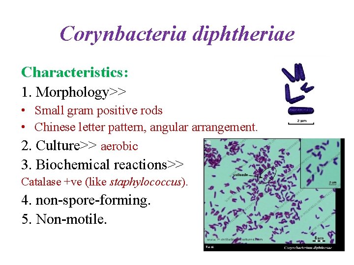 Corynbacteria diphtheriae Characteristics: 1. Morphology>> • Small gram positive rods • Chinese letter pattern,
