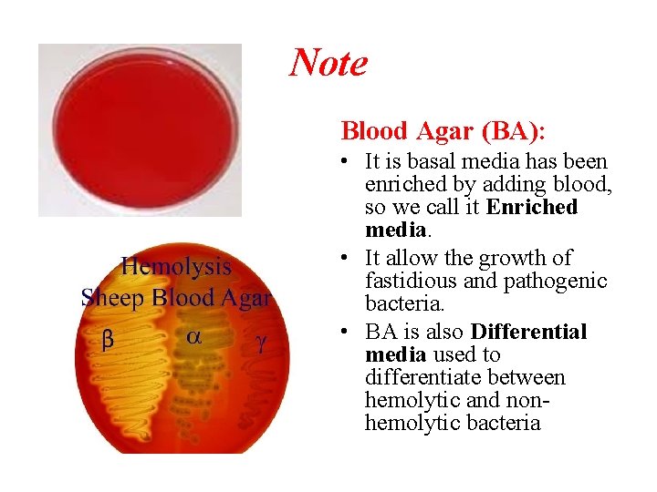 Note Blood Agar (BA): • It is basal media has been enriched by adding