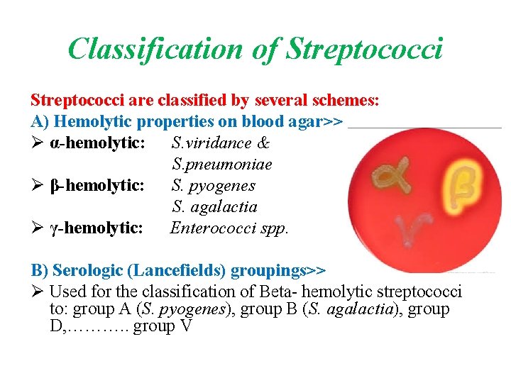 Classification of Streptococci are classified by several schemes: A) Hemolytic properties on blood agar>>