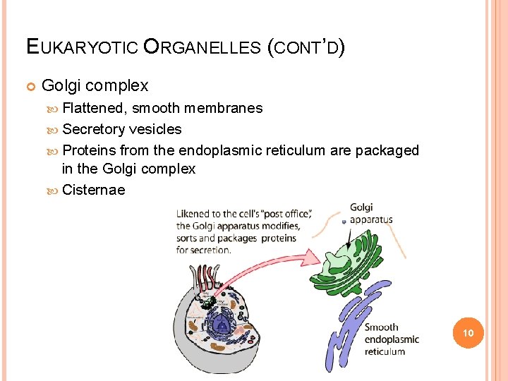 EUKARYOTIC ORGANELLES (CONT’D) Golgi complex Flattened, smooth membranes Secretory vesicles Proteins from the endoplasmic