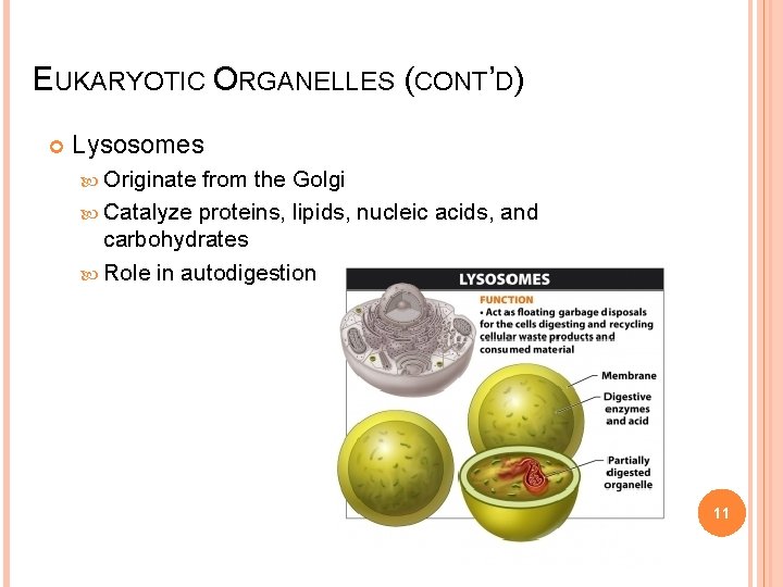 EUKARYOTIC ORGANELLES (CONT’D) Lysosomes Originate from the Golgi Catalyze proteins, lipids, nucleic acids, and