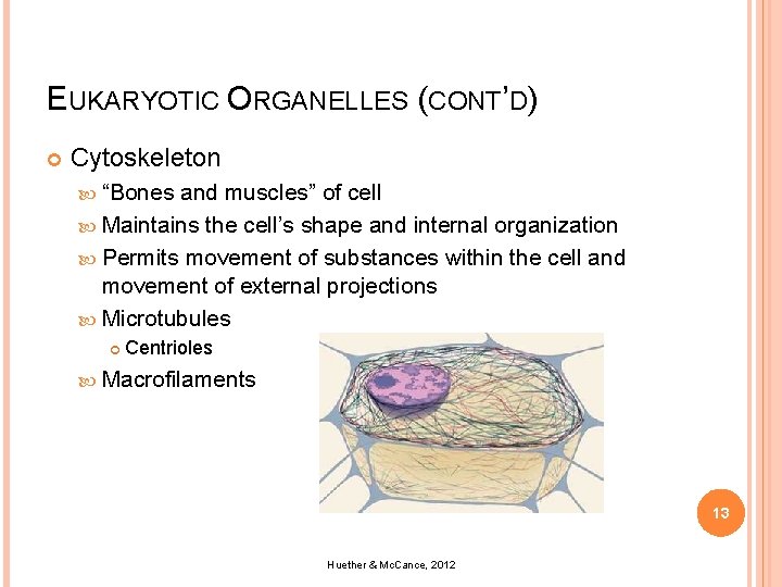 EUKARYOTIC ORGANELLES (CONT’D) Cytoskeleton “Bones and muscles” of cell Maintains the cell’s shape and