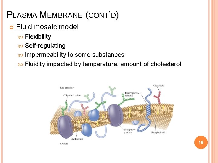 PLASMA MEMBRANE (CONT’D) Fluid mosaic model Flexibility Self-regulating Impermeability to some substances Fluidity impacted