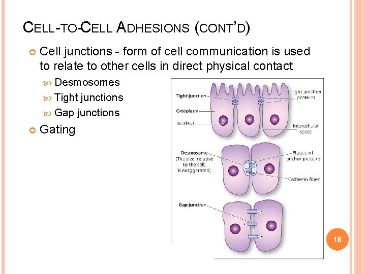 CELL-TO-CELL ADHESIONS (CONT’D) Cell junctions - form of cell communication is used to relate