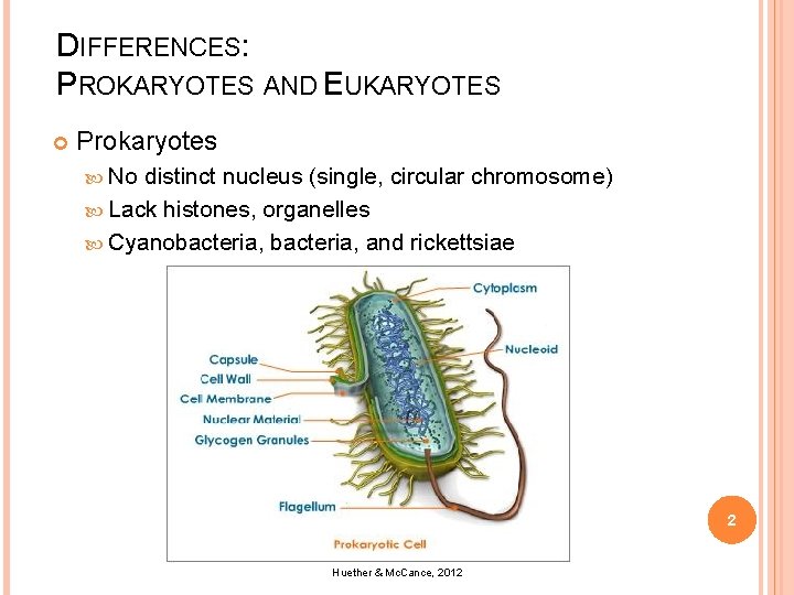 DIFFERENCES: PROKARYOTES AND EUKARYOTES Prokaryotes No distinct nucleus (single, circular chromosome) Lack histones, organelles