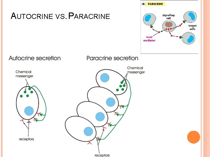AUTOCRINE VS. PARACRINE Huether & Mc. Cance, 2012 