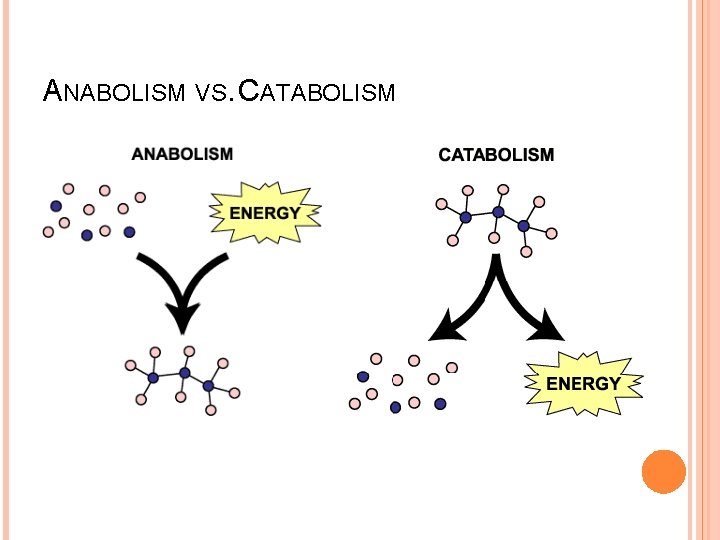 ANABOLISM VS. CATABOLISM Huether & Mc. Cance, 2012 