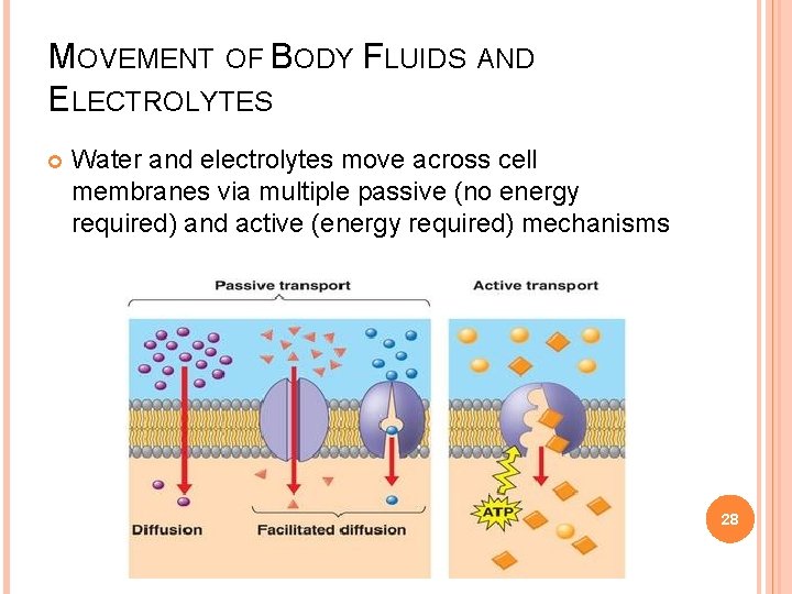 MOVEMENT OF BODY FLUIDS AND ELECTROLYTES Water and electrolytes move across cell membranes via