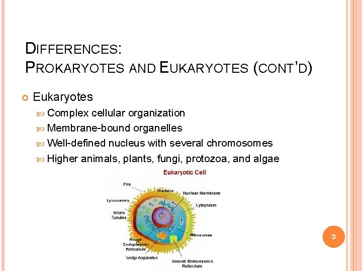 DIFFERENCES: PROKARYOTES AND EUKARYOTES (CONT’D) Eukaryotes Complex cellular organization Membrane-bound organelles Well-defined nucleus with