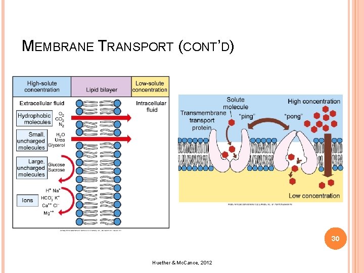 MEMBRANE TRANSPORT (CONT’D) 30 Huether & Mc. Cance, 2012 