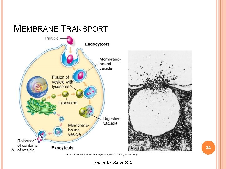 MEMBRANE TRANSPORT 34 Huether & Mc. Cance, 2012 