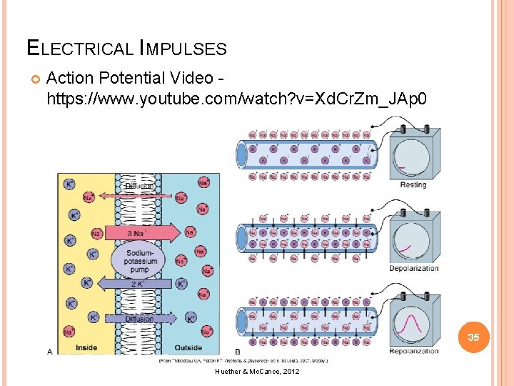 ELECTRICAL IMPULSES Action Potential Video https: //www. youtube. com/watch? v=Xd. Cr. Zm_JAp 0 35
