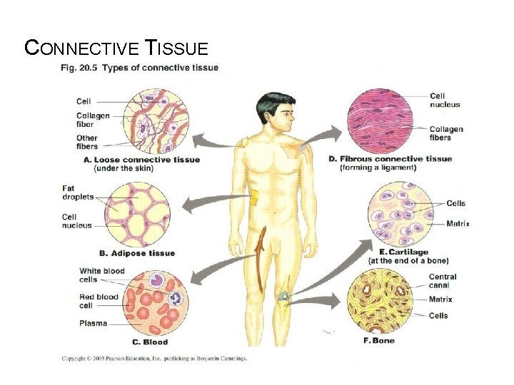 CONNECTIVE TISSUE 