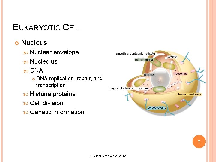 EUKARYOTIC CELL Nucleus Nuclear envelope Nucleolus DNA replication, repair, and transcription Histone proteins Cell