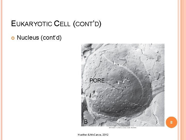 EUKARYOTIC CELL (CONT’D) Nucleus (cont’d) 8 Huether & Mc. Cance, 2012 