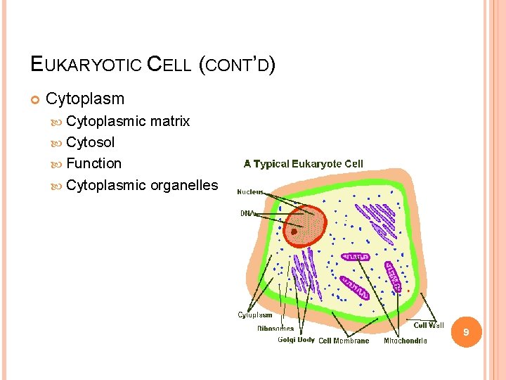 EUKARYOTIC CELL (CONT’D) Cytoplasmic matrix Cytosol Function Cytoplasmic organelles 9 Huether & Mc. Cance,