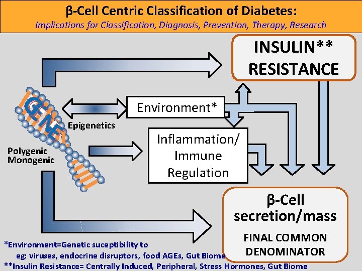 β-Cell Centric Classification of Diabetes: Implications for Classification, Diagnosis, Prevention, Therapy, Research INSULIN** RESISTANCE β-Cell Centric Classification of Diabetes: Implications for Classification, Diagnosis, Prevention, Therapy, Research INSULIN** RESISTANCE