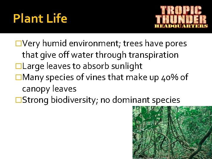 Plant Life �Very humid environment; trees have pores that give off water through transpiration