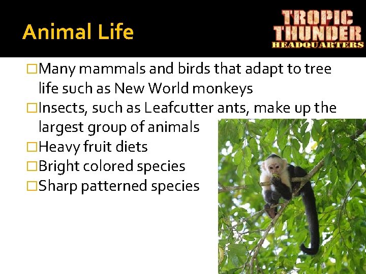 Animal Life �Many mammals and birds that adapt to tree life such as New