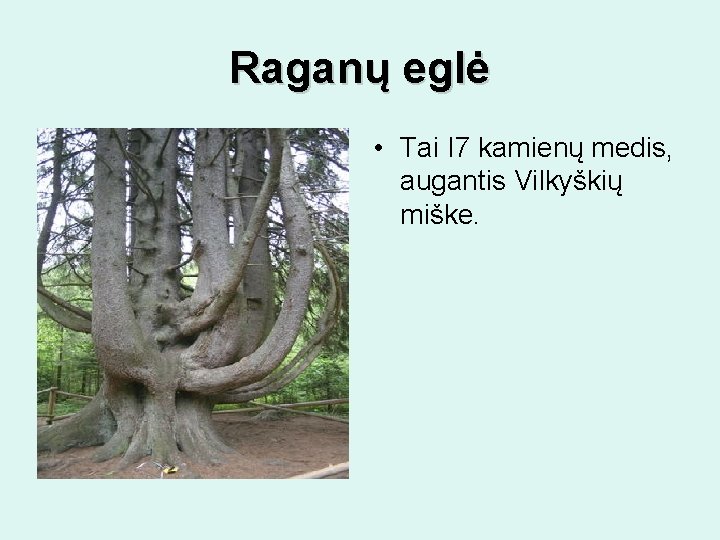 Raganų eglė • Tai I 7 kamienų medis, augantis Vilkyškių miške. 