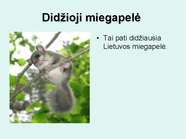 Didžioji miegapelė • Tai pati didžiausia Lietuvos miegapelė. 